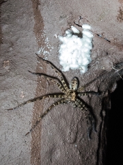 Heteropoda amphora