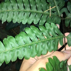 Pteris amoena