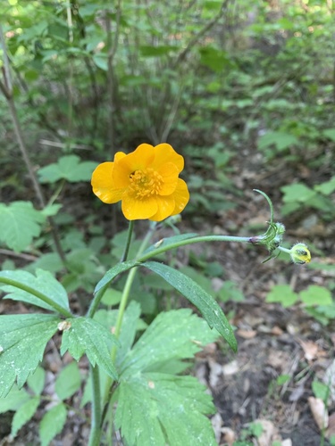 iskerník chlpatý (Ranunculus lanuginosus)