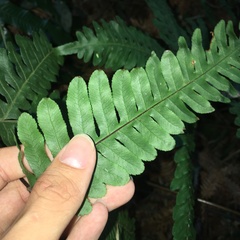 Pteris amoena