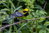 Golden-winged × Blue-winged Warbler - Photo (c) Alan Wells, some rights reserved (CC BY-NC), uploaded by Alan Wells