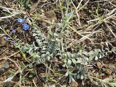 Evolvulus alsinoides