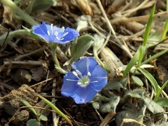 Evolvulus alsinoides