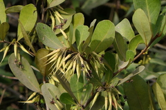 Aegiceras corniculatum
