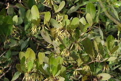 Aegiceras corniculatum