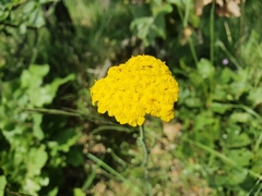 Achillea tomentosa