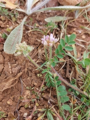 Astragalus echinatus
