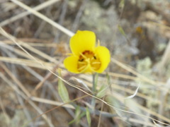Calochortus concolor