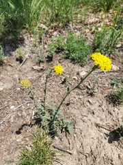 Achillea tomentosa