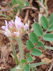 Astragalus echinatus