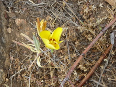Calochortus concolor