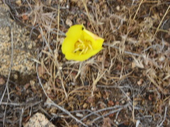 Calochortus concolor