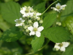 Rubus rhombicus