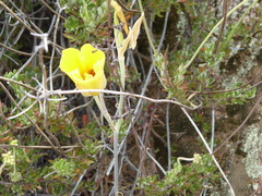 Calochortus concolor