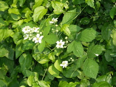Rubus rhombicus