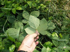 Rubus rhombicus