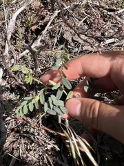 Astragalus douglasii