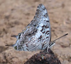 Charaxes achaemenes achaemenes