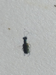 Cylindera psilica