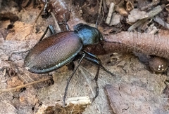Carabus aeruginosus