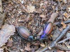 Carabus aeruginosus