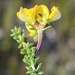 Limestone Capegorse - Photo (c) Dave U, some rights reserved (CC BY), uploaded by Dave U