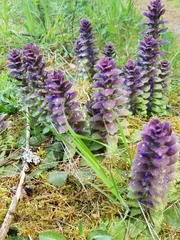 Ajuga pyramidalis