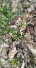 Cardamine hirsuta