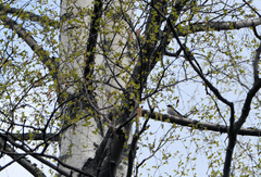 Ficedula hypoleuca