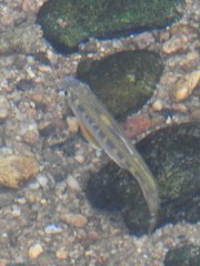 Opsariichthys evolans