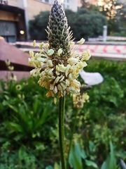 Plantago lanceolata