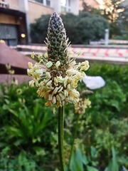 Plantago lanceolata