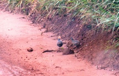 Crypturellus parvirostris