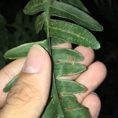 Pteris amoena