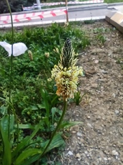 Plantago lanceolata