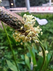 Plantago lanceolata