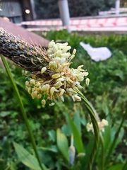 Plantago lanceolata