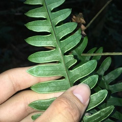 Pteris amoena