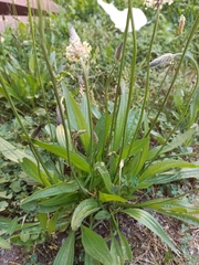 Plantago lanceolata