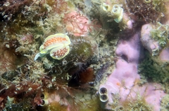 Diaphorodoris luteocincta
