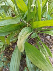 Plantago lanceolata