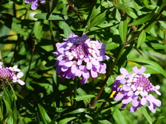 Iberis umbellata