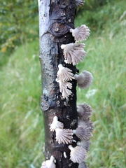 Schizophyllaceae