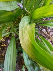 Plantago lanceolata