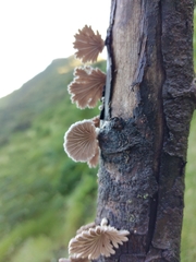 Schizophyllaceae