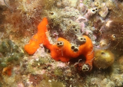 Didemnum pseudofulgens