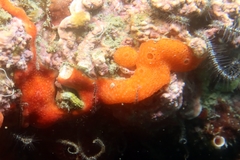 Didemnum pseudofulgens
