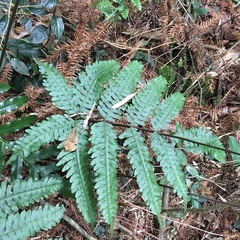 Pteris amoena