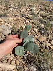 Asclepias cryptoceras