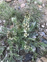Oxytropis sericea